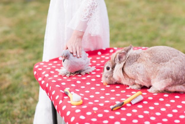 Pets at weddings