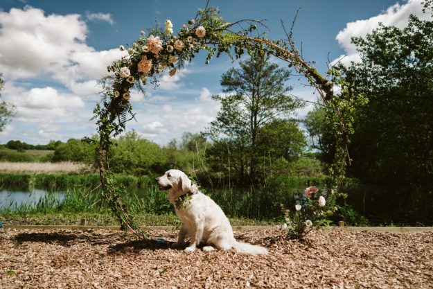 Pets at weddings